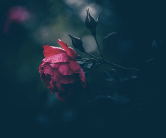 Screen Shot 2020-04-14 at 3.40.09 PM